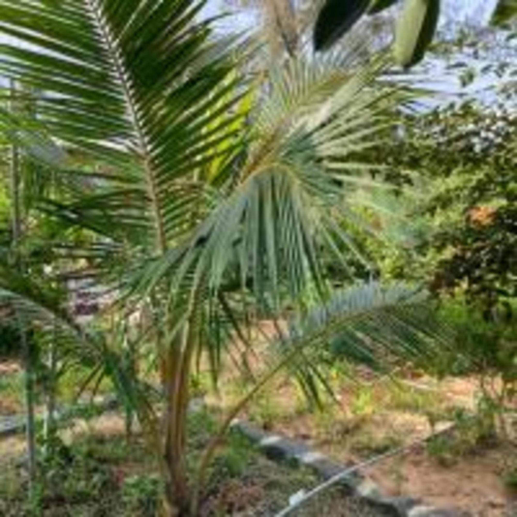 Duc Luu Quang Hotel Binh Thuan Tuy Phong Luaran gambar